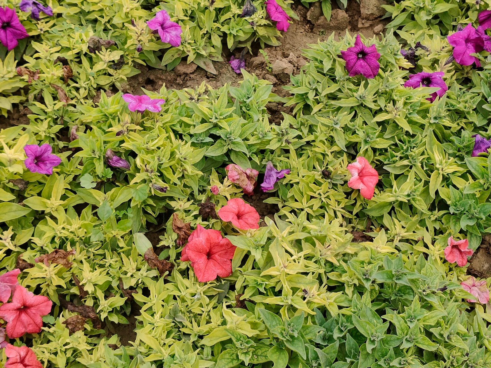 The Power of Learning One Thing Every Day